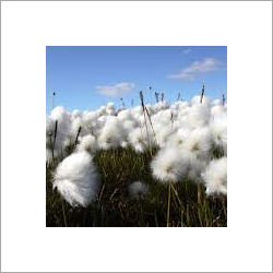 White Raw Cotton