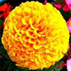 Golden Karina Marigold Seeds