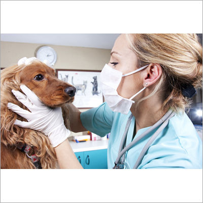 Veterinary Education Consultant