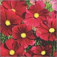 Necklaces Cosmos Flower Seeds