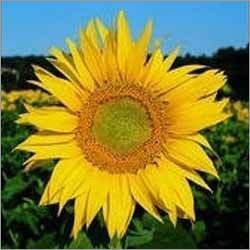 Sun Flower Hybrid Seeds