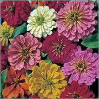 Zinnia Flower Seeds