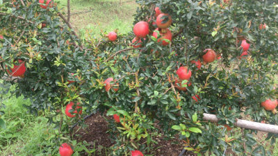 Juicy Pomegranate