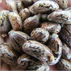 Natural Castor Oil Seed