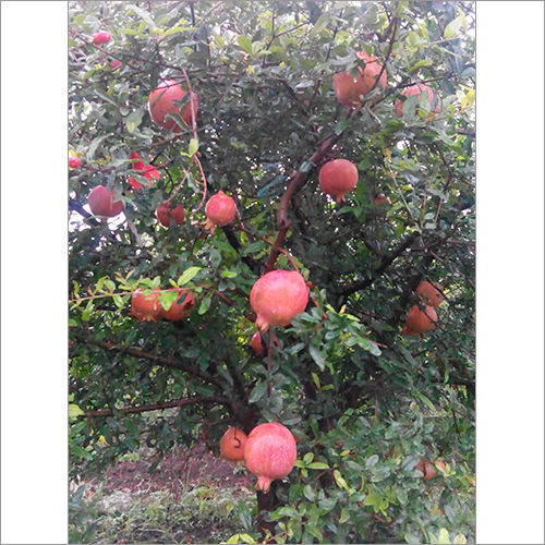 Natural Pomegranate