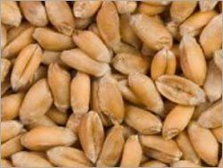 Wheat Seed Application: Industrial