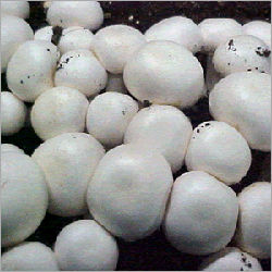 Button White Mushroom General Medicines