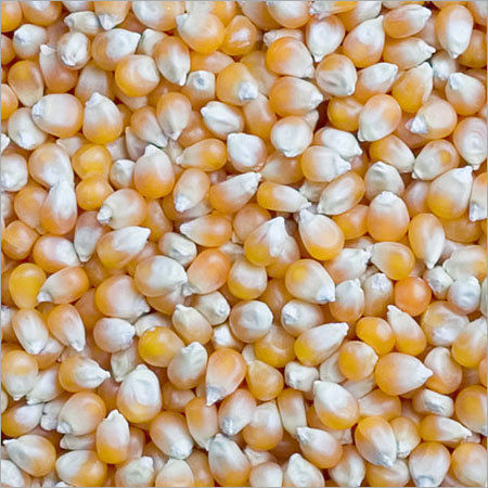 dry Maize