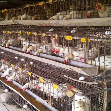 Layer Chicken Poultry Farming