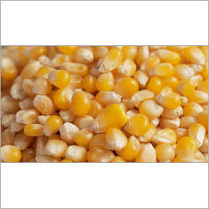 Protein Maize