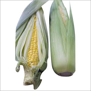 Sweet Corn Maize