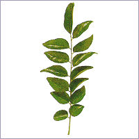 Curry Leaf