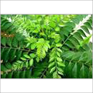 Curry Leaves - Fresh, Unadulterated Quality | Rich Flavor, Pleasing Aroma, Enhances Shelf Life