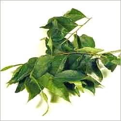 Curry Leaves