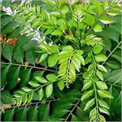 Curry Leaves