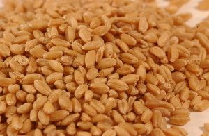 Durum wheat