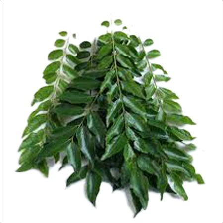 Fresh Curry Leaves - Dried and Processed, Longer Shelf Life, High Medicinal Value, Safe to Consume