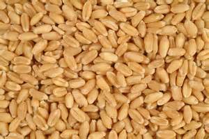 All Whole Durum Wheat