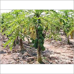 Fresh Green Papaya