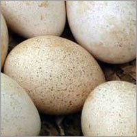 Turkey Bird Eggs