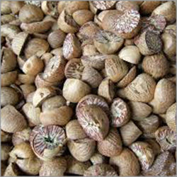 Dry Betel Nut