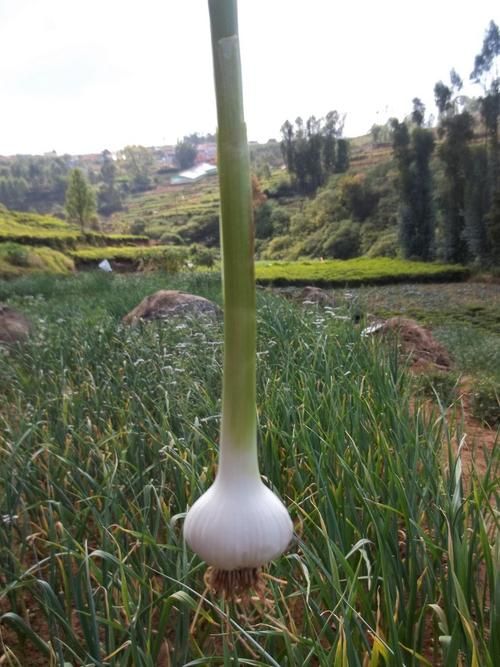 Fresh Spring Onion