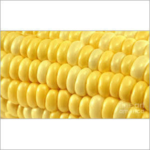 Fresh Yellow Corn