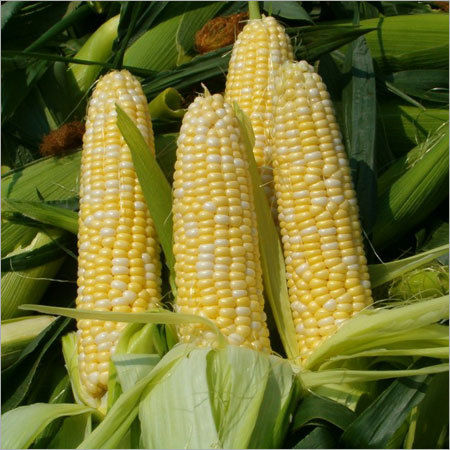 Fresh Yellow Corn