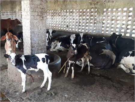 Holstein Friesian Cow - Excellent Fat Content with 450-500 Days Inter Calving Period | 6000-7000 Kgs Average Milk Per Lactation, Vaccinated and Pest-Free