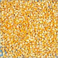 Indian Yellow Corn