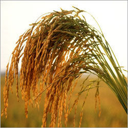 IR-64  Long Grain Rice