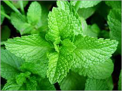 Organic Mentha Oil