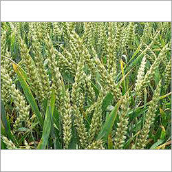 Organic Wheat Grain