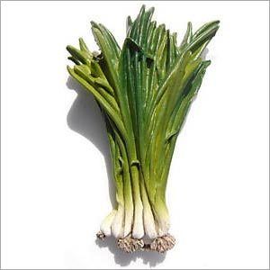 Spring Onion