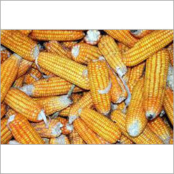 Sweet Corn Kernel