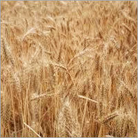 Wheat Grains - High Quality, Verified Quality Parameters | Timely Delivery and Competitive Pricing