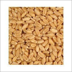 Whole Wheat Grain Size: 1500 Ml