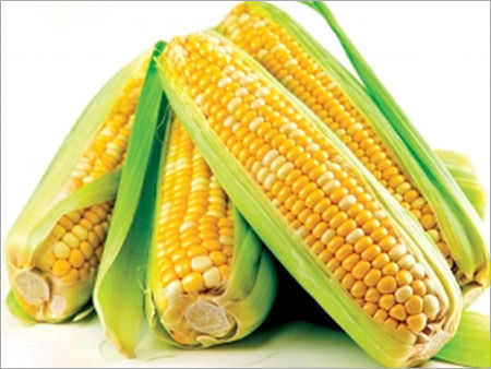 Yellow Corn - High-Quality Grain, Freshness Guaranteed, Long Shelf Life, Safe to Consume, Perfect for Popcorn and Chapatis