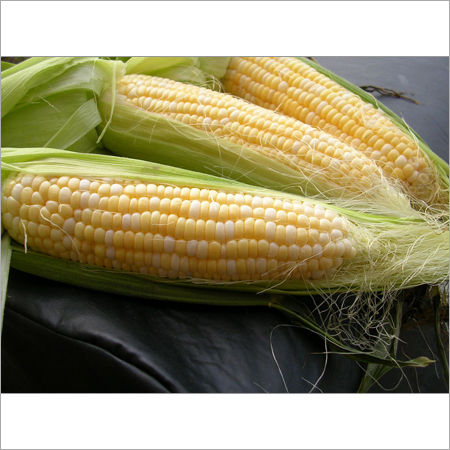 Yellow Corn