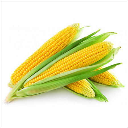 Yellow Corn