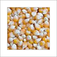 Yellow Corn Maize - Premium Quality Dried Grain, Vital Nutrient Enrichment & Rich Taste