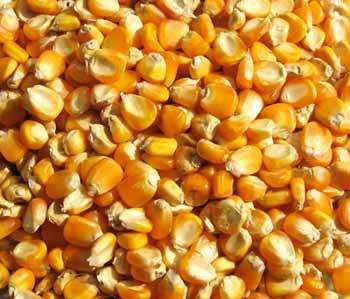 Yellow Maize Application: For Flooring And Countertops Use