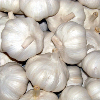 Fresh Garlic