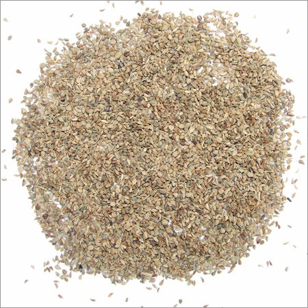 Organic Oregano Seeds