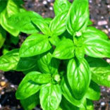 Basil Sweet