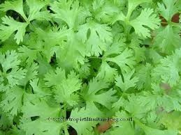 Coriander Leaves