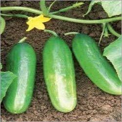 Cucumber Plant