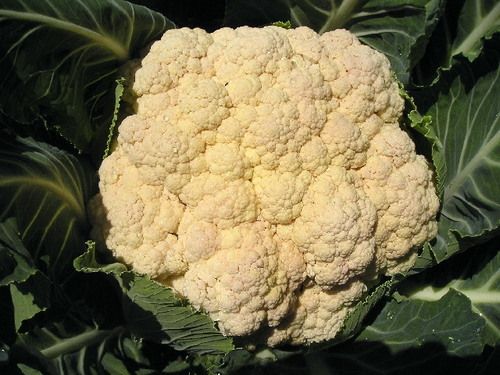 Fresh Cauliflower