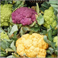 Fresh Cauliflower