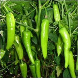 Fresh Green Chilli